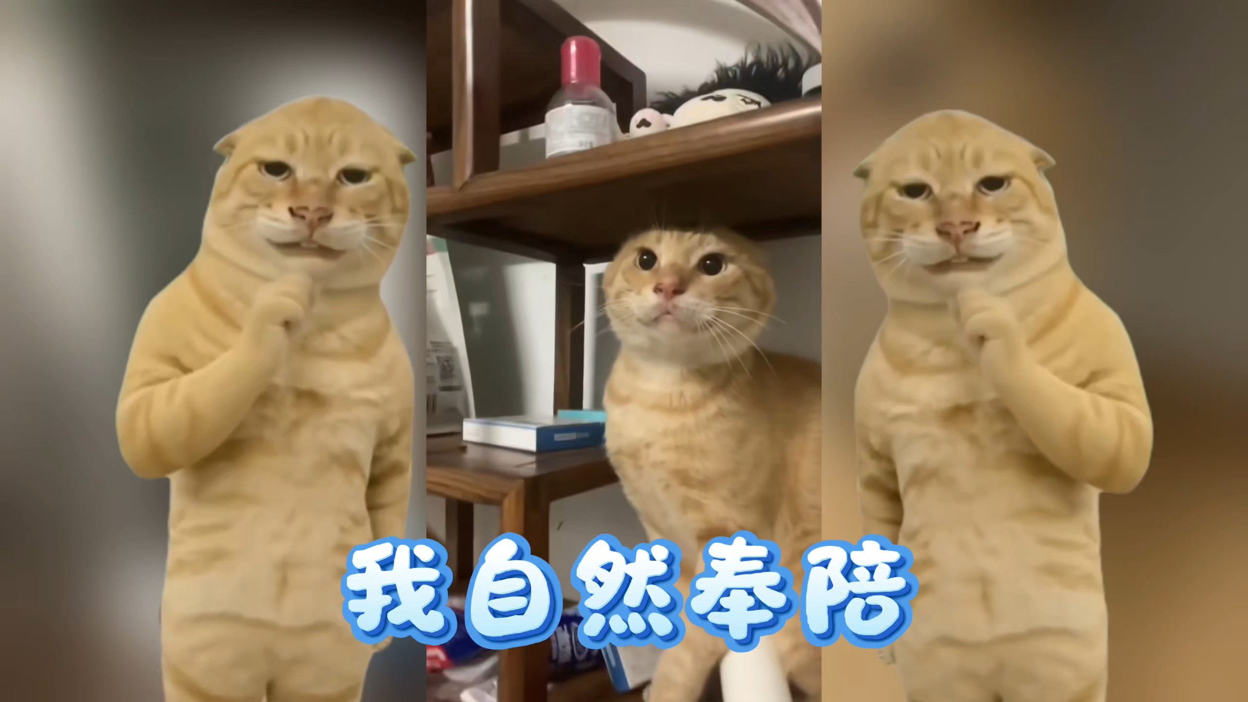 ⚡️来个耄耋叫一叫⚡️～