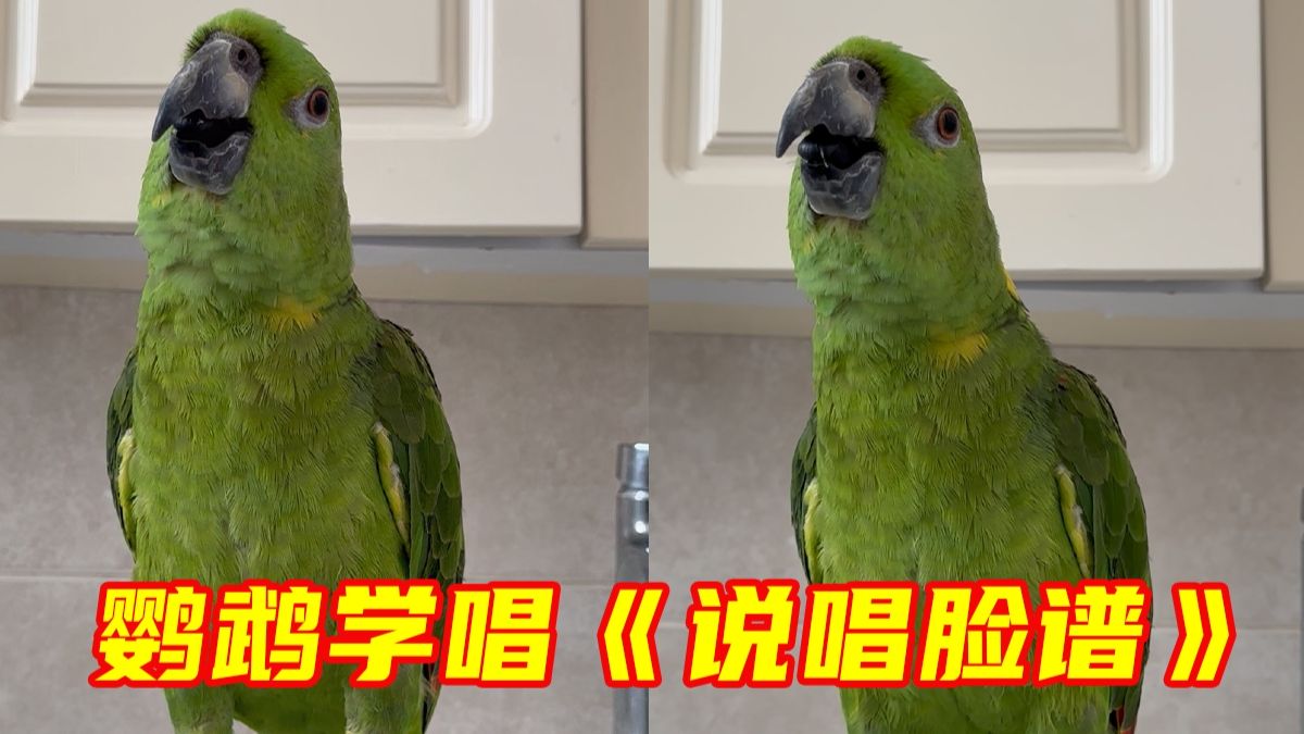 非AI生成！网友分享自家鹦鹉学唱《说唱脸谱》成果，网友：这转音太丝滑了！