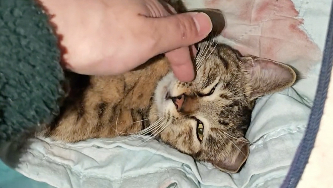 第一次给工厂里的小猫接生