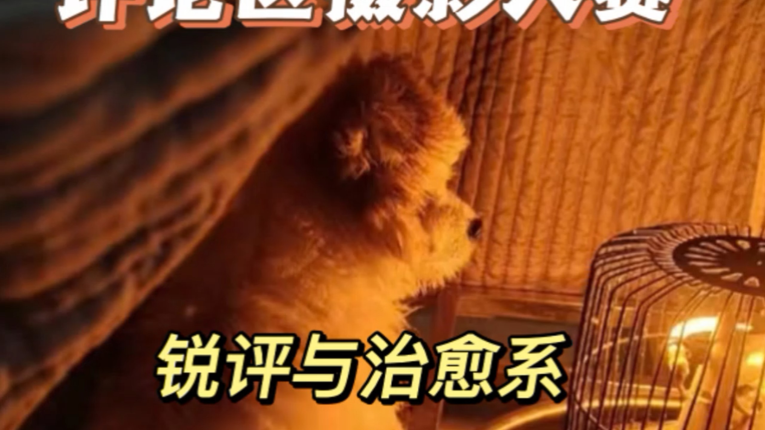 评论区摄影大赛锐评与治愈系篇终于来了，博主这期比较狠，玻璃心慎重。