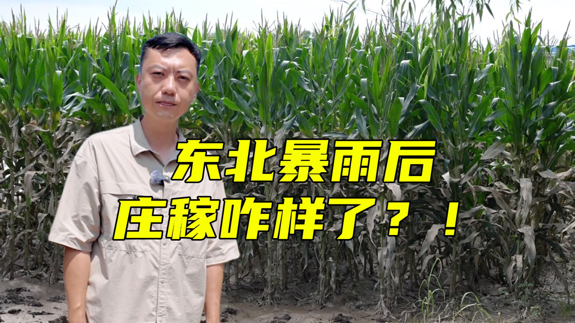 央视记者探访：台风“巴威”落地东北后，那里的庄稼咋样了？【主播说三农】