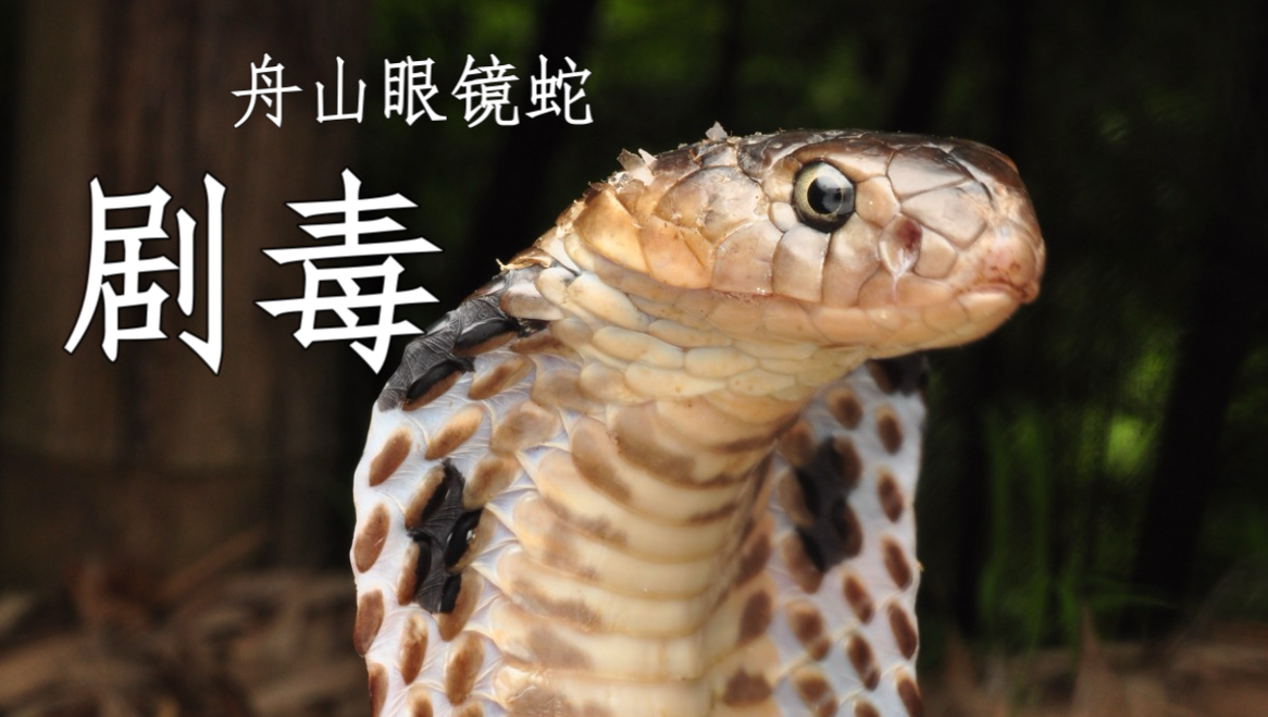 见蛇不打三分罪？让我们来看看舟山眼镜蛇怎么说
