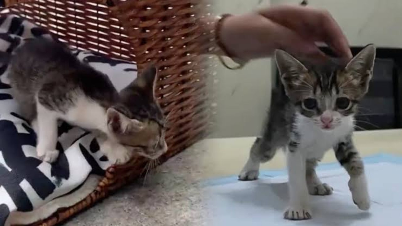 女子买猫窝到货后爬出一只猫