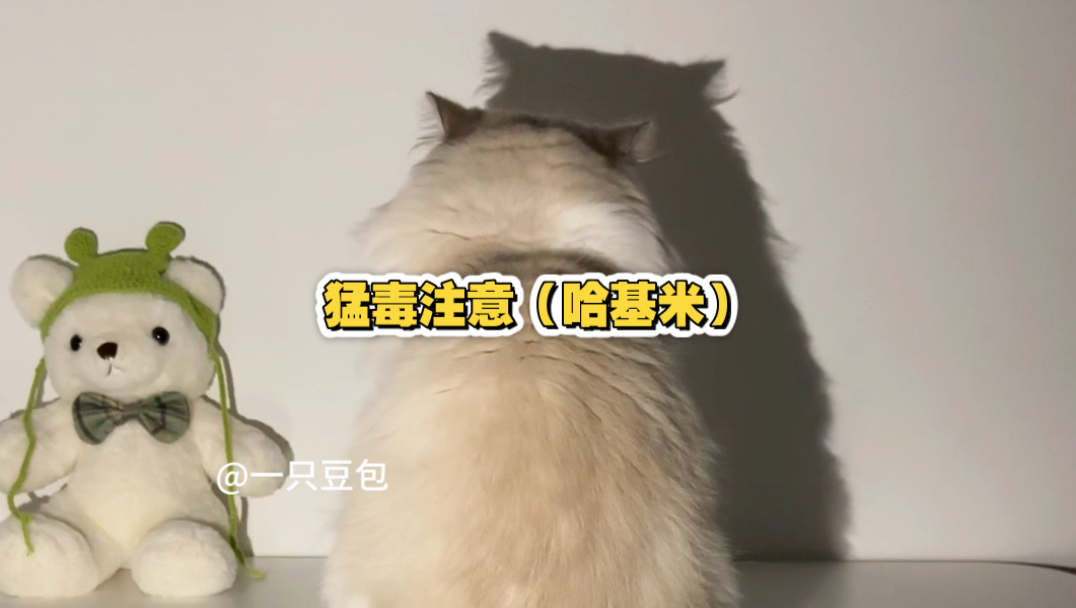 猛毒注意哈基米