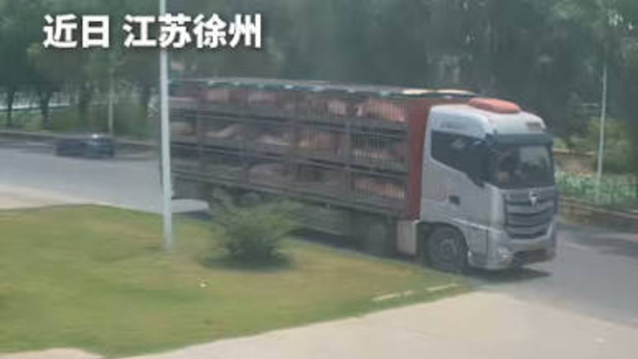 高温天气下，车上百余头生猪出现中暑迹象，司机紧急向消防站求助。消防员持续喷水降温近50分钟，成功挽回财产损失。
