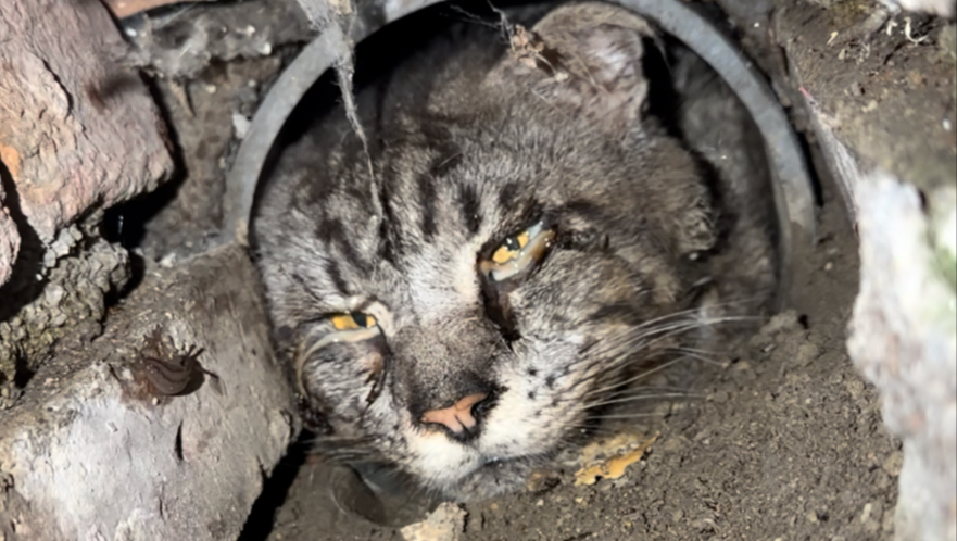 小猫们又把自己困在各种危险的地方