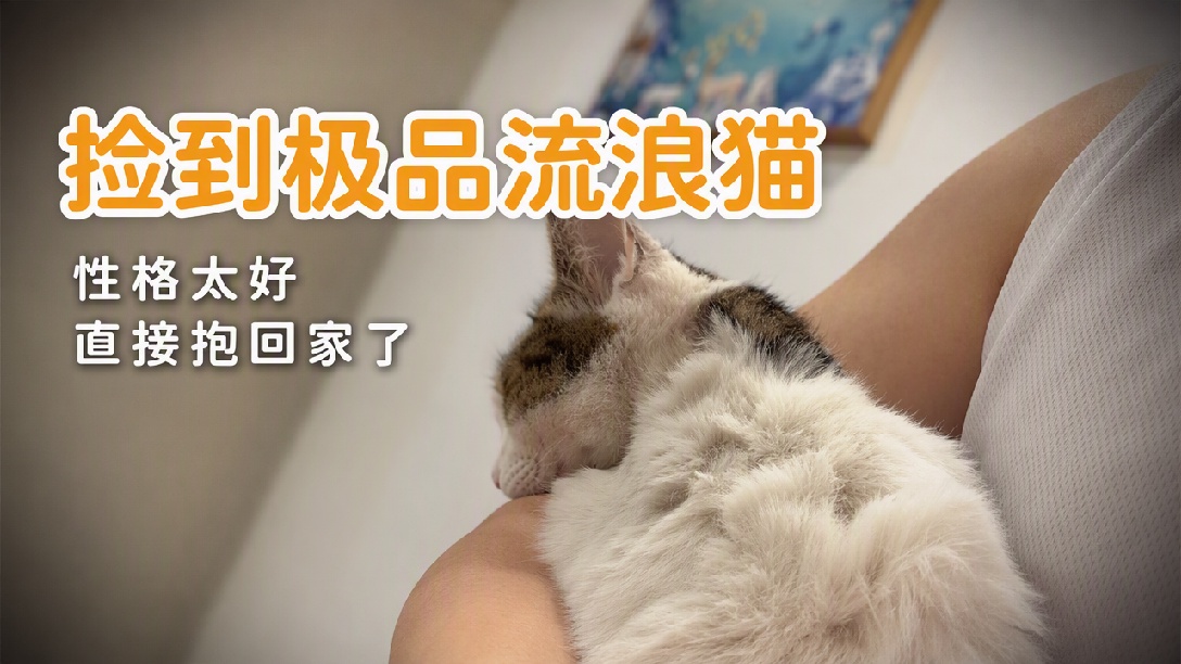 这只猫，性格好到让我无语