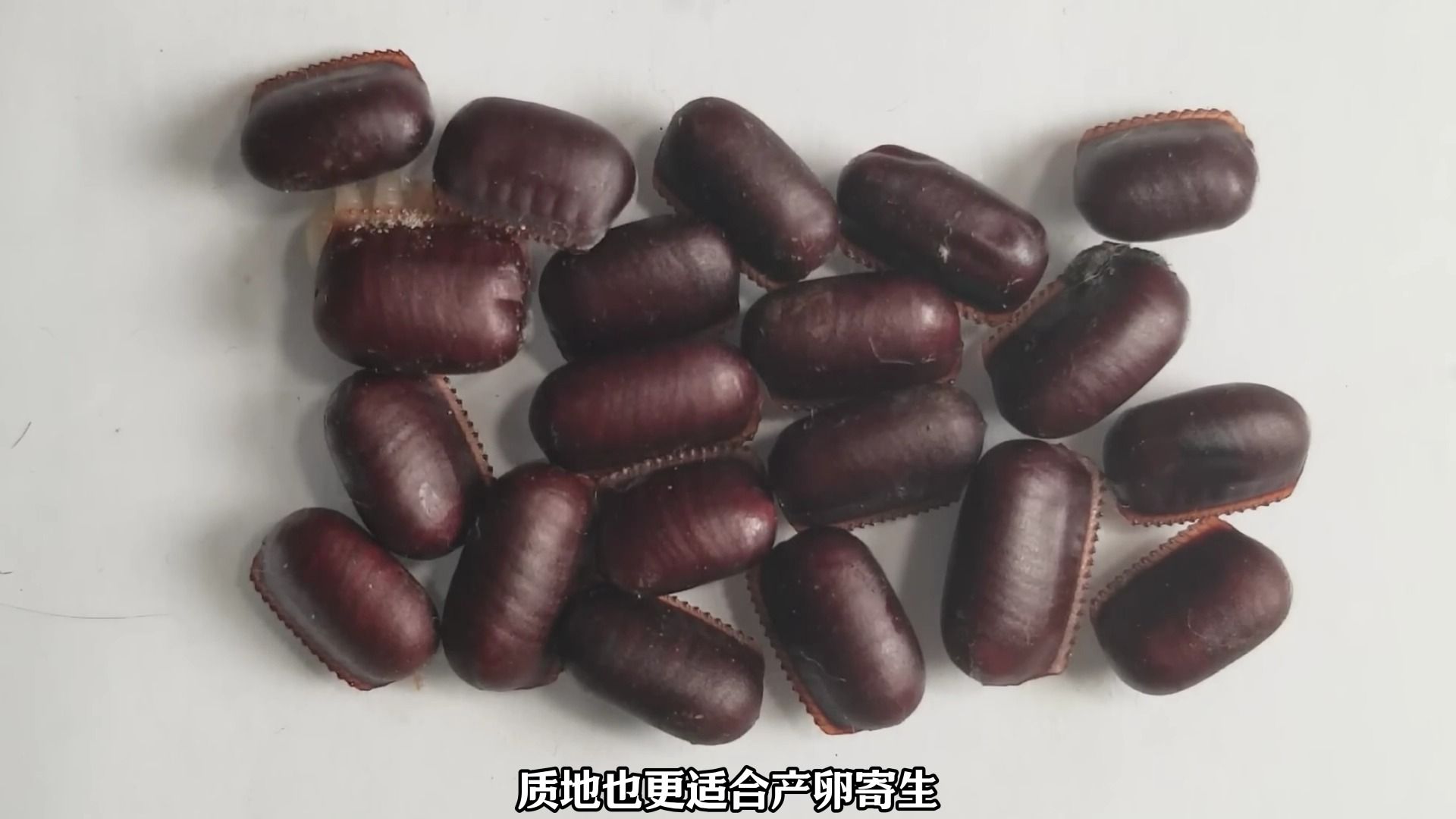 旗腹姬蜂是蟑螂杀手