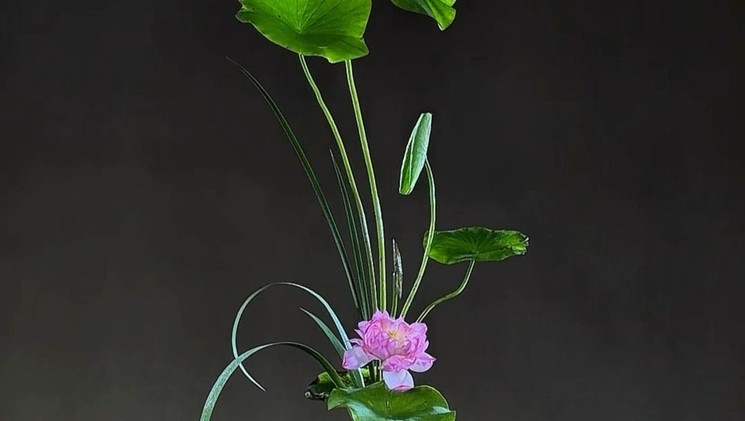 荷气生香，荷心纳静，荷叶荷花插花教程#远征教插花 #荷 #禅意插花 #花道美学 #东方美学