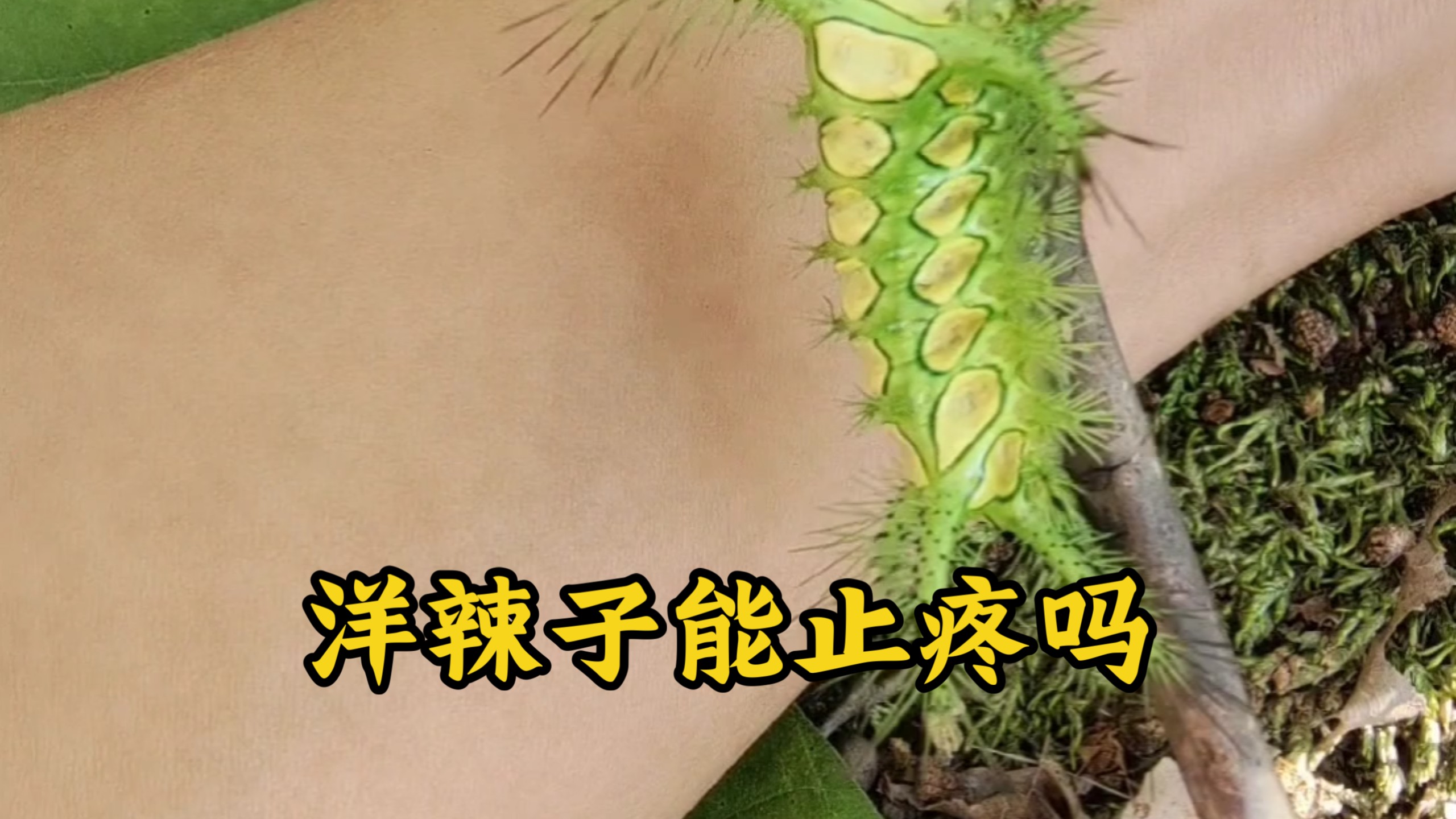 实验！被洋辣子蜇到后，用它的体液涂抹能止疼吗？