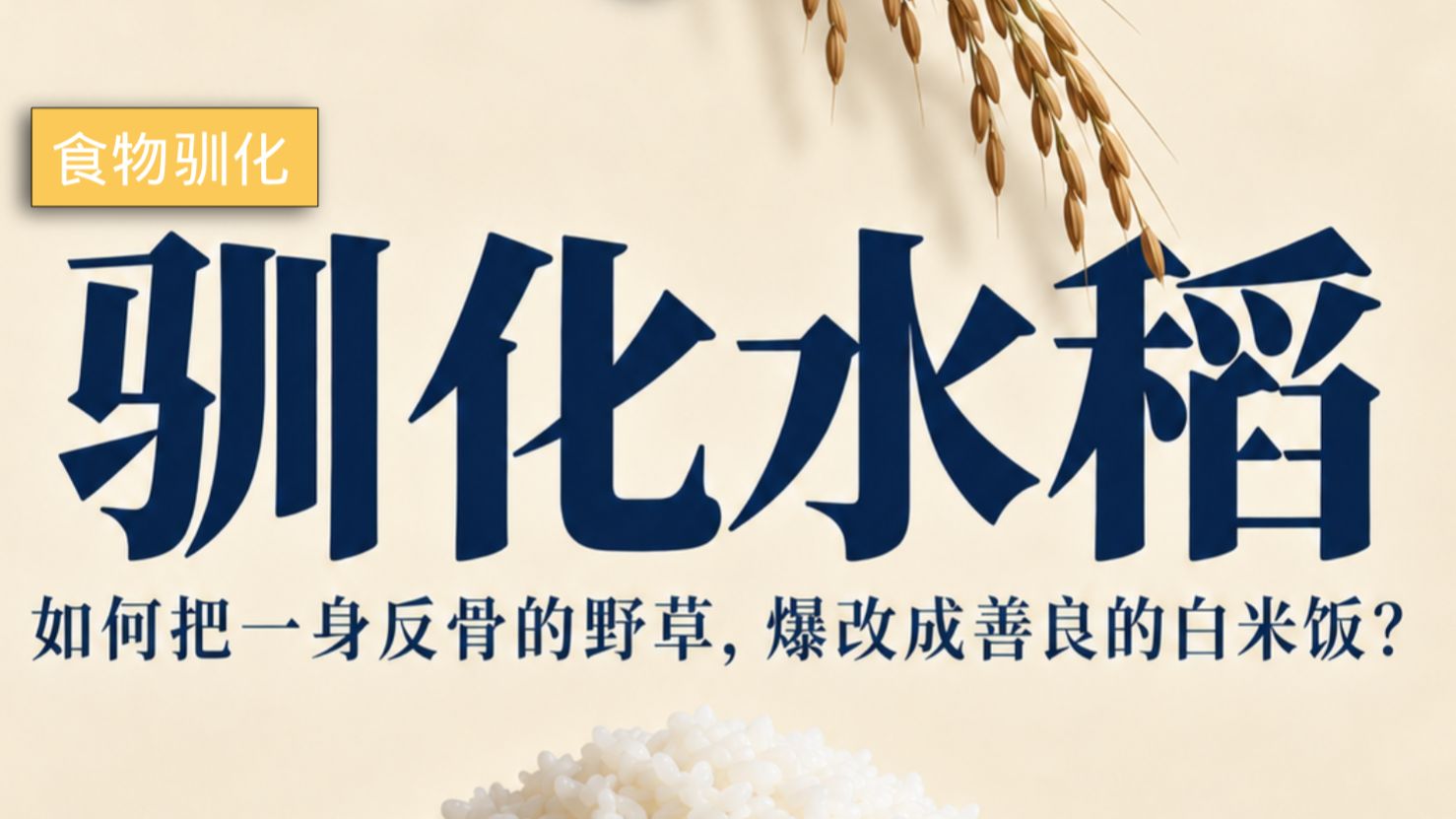 驯化水稻：如何把一身反骨的野草，爆改成善良的白米饭？