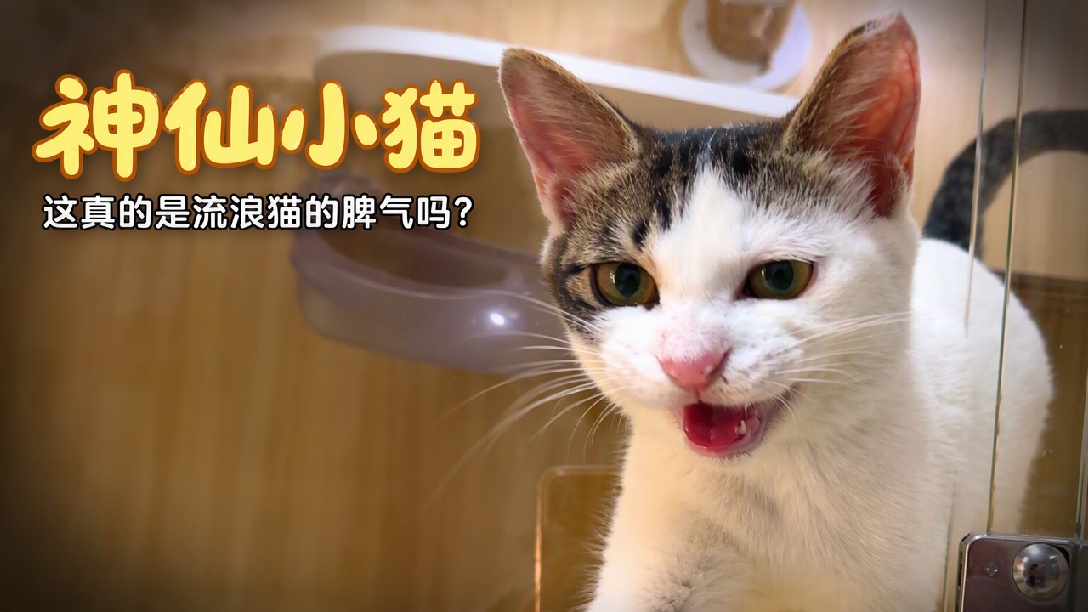 性格好到无语的猫（第二弹）