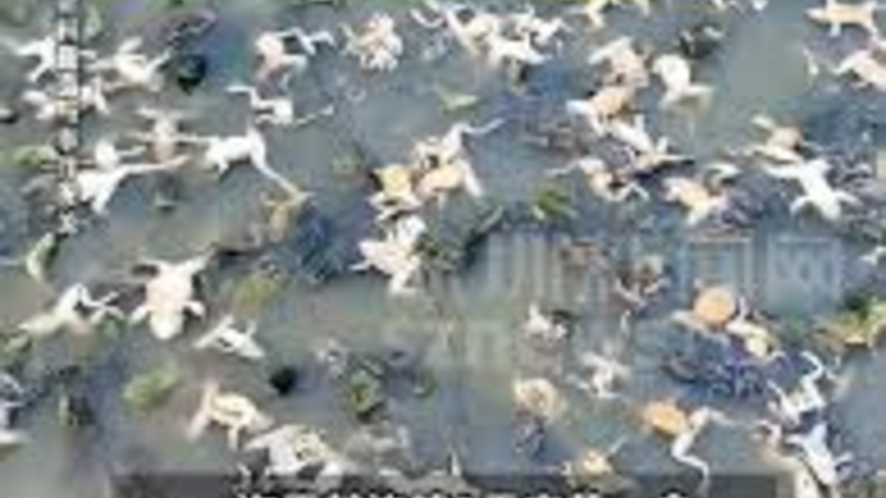 香蕉地喷农药毒死隔壁5万斤牛蛙