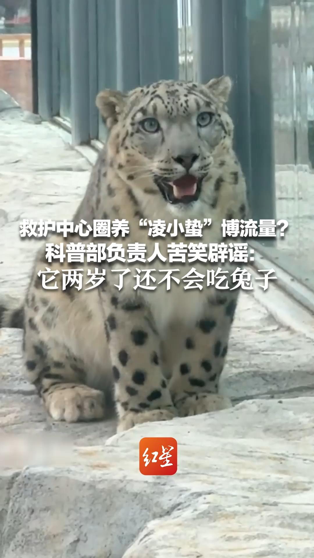 救护中心圈养“凌小蛰”博流量？科普部负责人苦笑辟谣：它两岁了还不会吃兔子 不具备野外生存能力