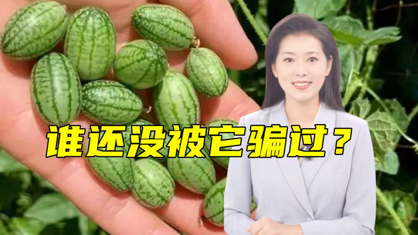 吃一把拇指西瓜以为香甜爆汁，结果……【主播说三农】