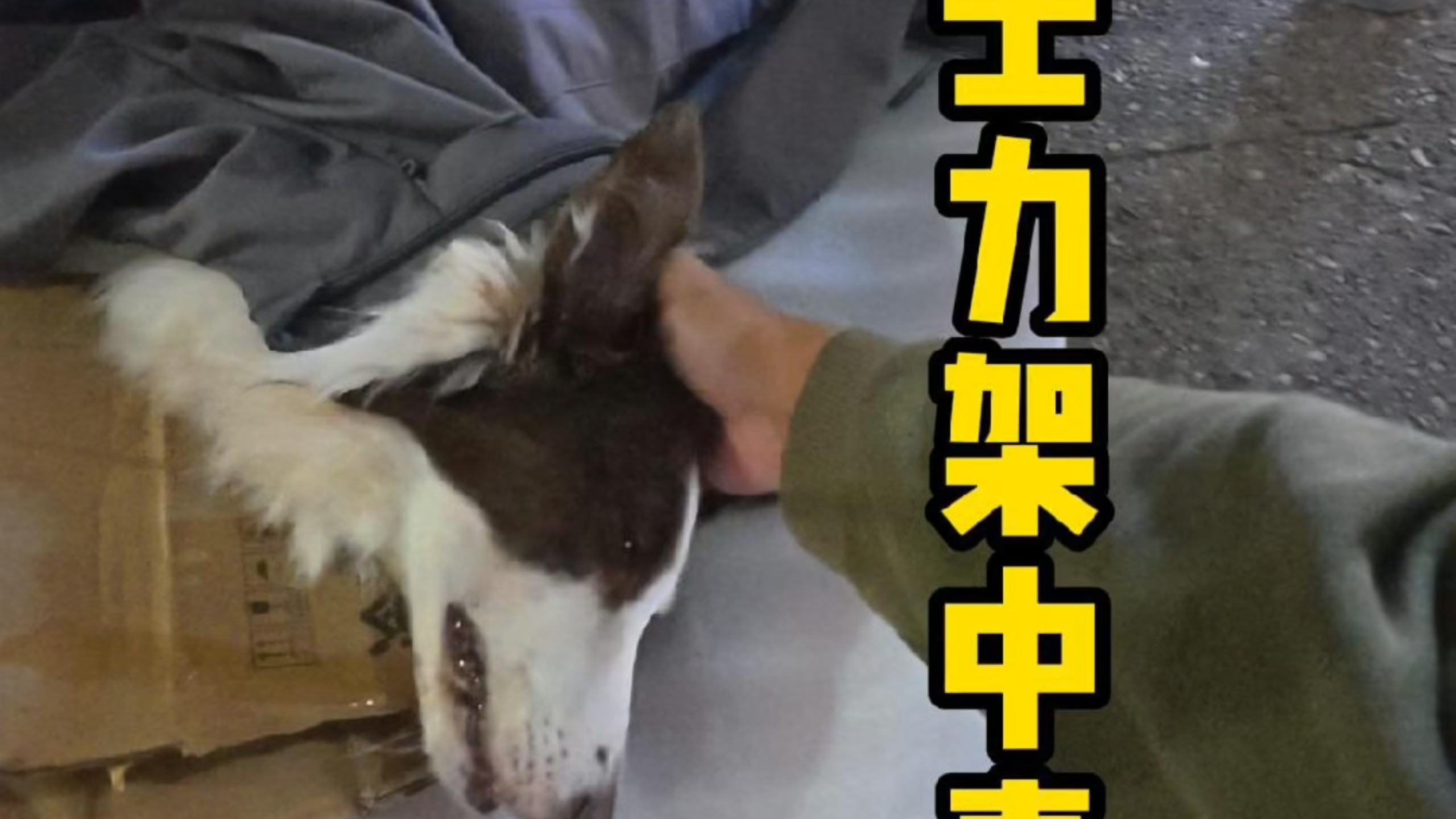 巧克力中毒