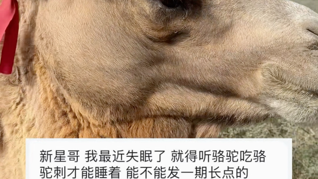 当你说你睡不着，多想跨过距离，安安静静陪在你的身旁，给你冲一杯驼奶，熬过这充满心事的夜…