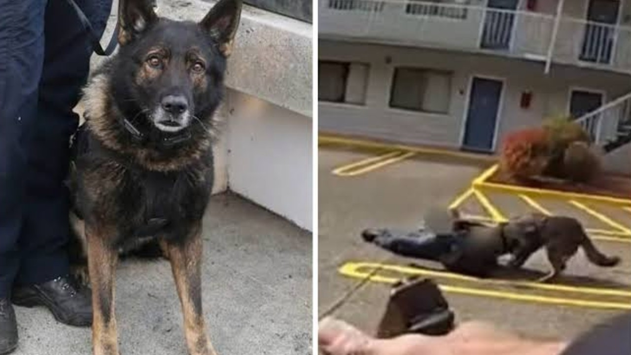 美国警犬退休前遭误杀