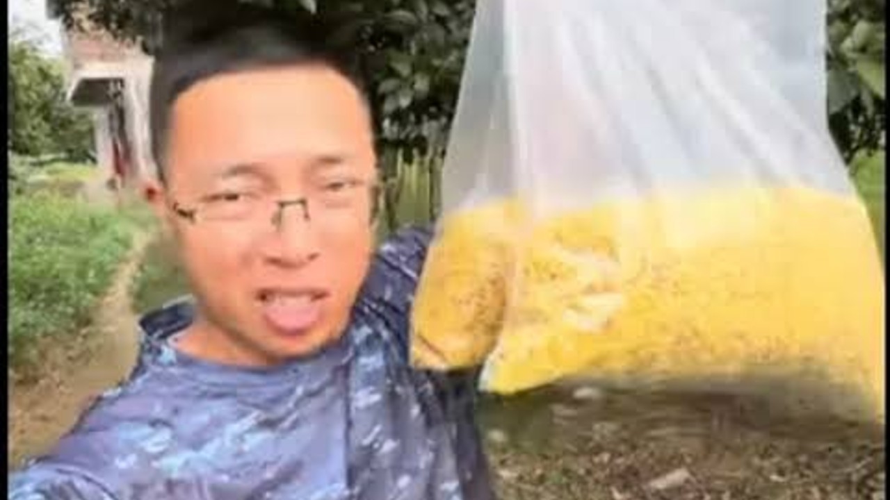 广西阳朔严查硫磺熏桂花