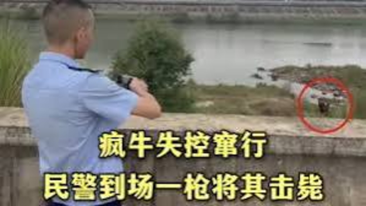 疯牛失控窜行，民警到场一枪将其击毙，及时消除安全隐患。