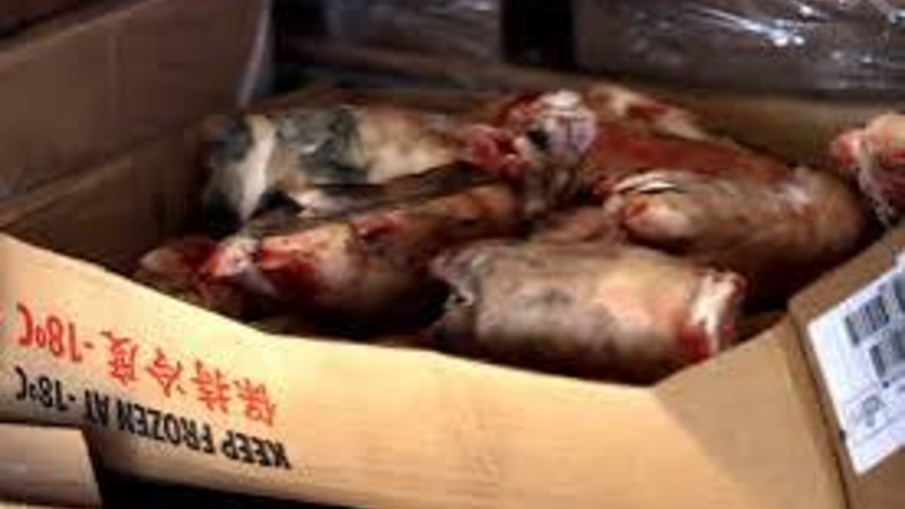 青岛海警查获走私冻猪蹄
