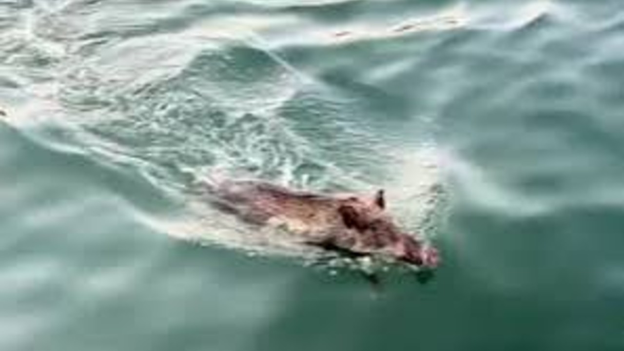 深圳一海边惊现100多斤野猪
